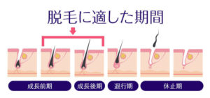 ビューティースキンクリニック毛周期